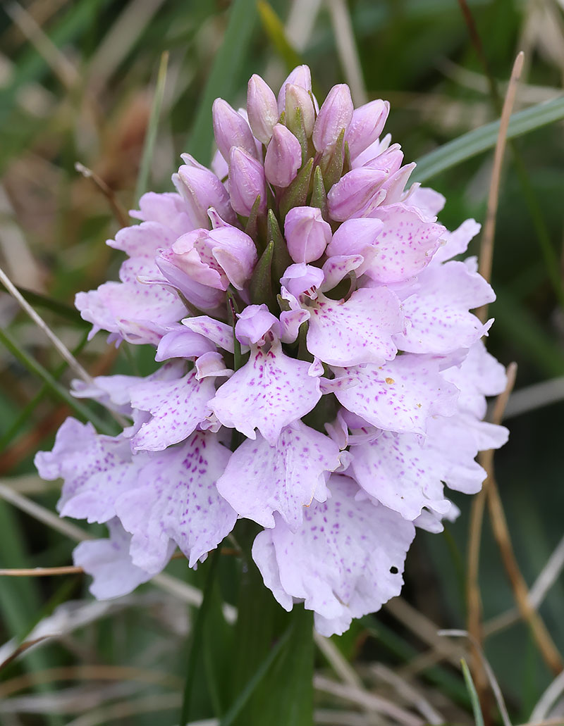 heath spotted orchid